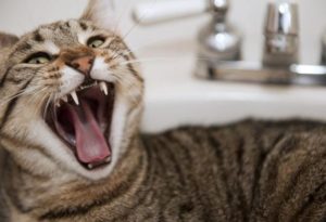 angry-cat-shutterstock_96018503