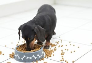 dachshund-dog-food-shutterstock_97458137