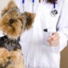 Three Visits Per Day Pet Sitting