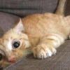 One Visit Per Day Pet Sitting
