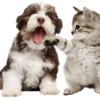 Two Visits Per Day Pet Sitting